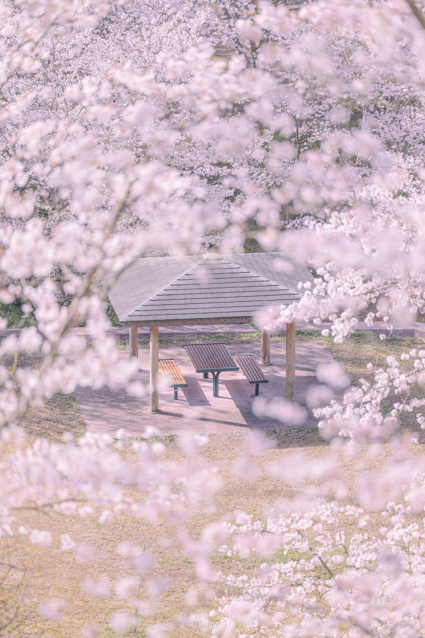 Kannongaike Cherry Blossom Festival Kagoshima