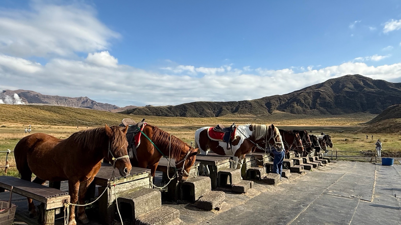 Horses at Kusasenri grassland in Aso