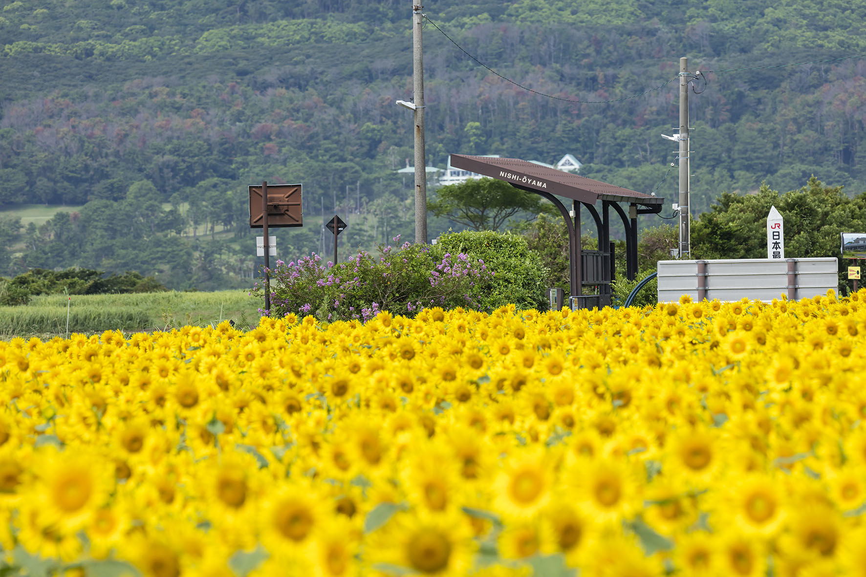 Lake Ikeda scenery