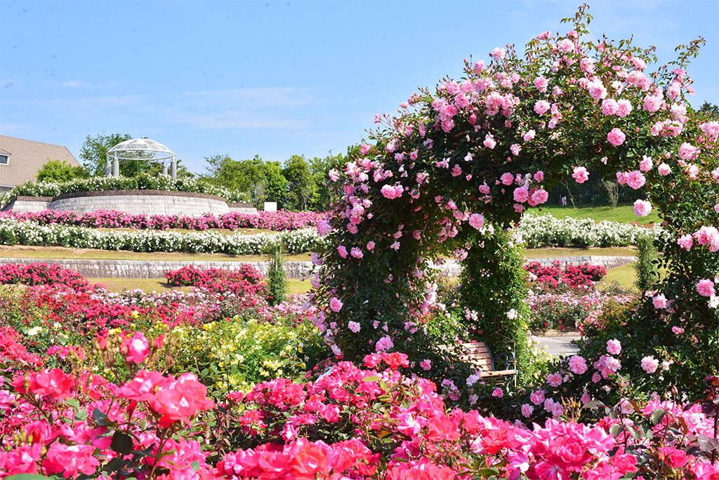 Kanoya Rose Festival Spring 2026