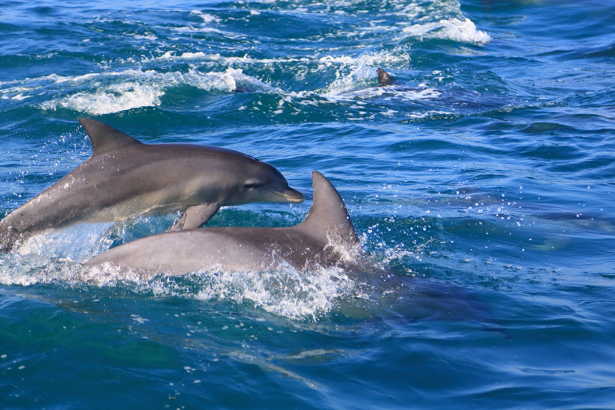 Amakusa Dolphin Watching and Seafood
