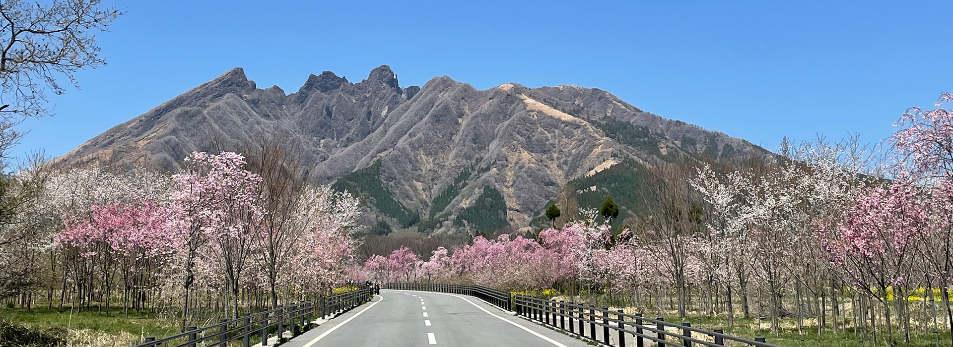Takamori Sakura Festival Cherry Blossoms